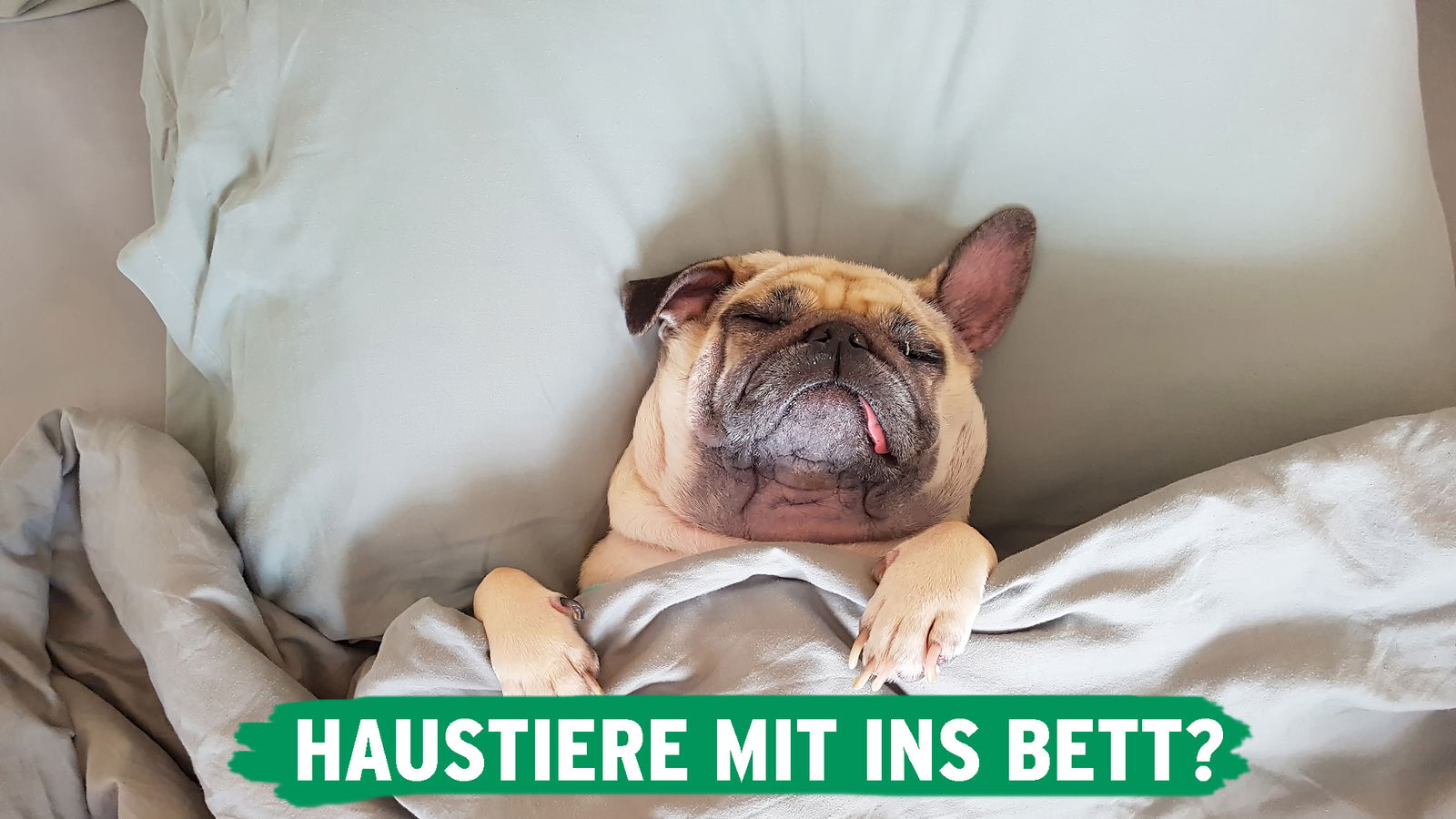 luxus hundebett Hundebett Comfy Nelo Beige – GuteKissen