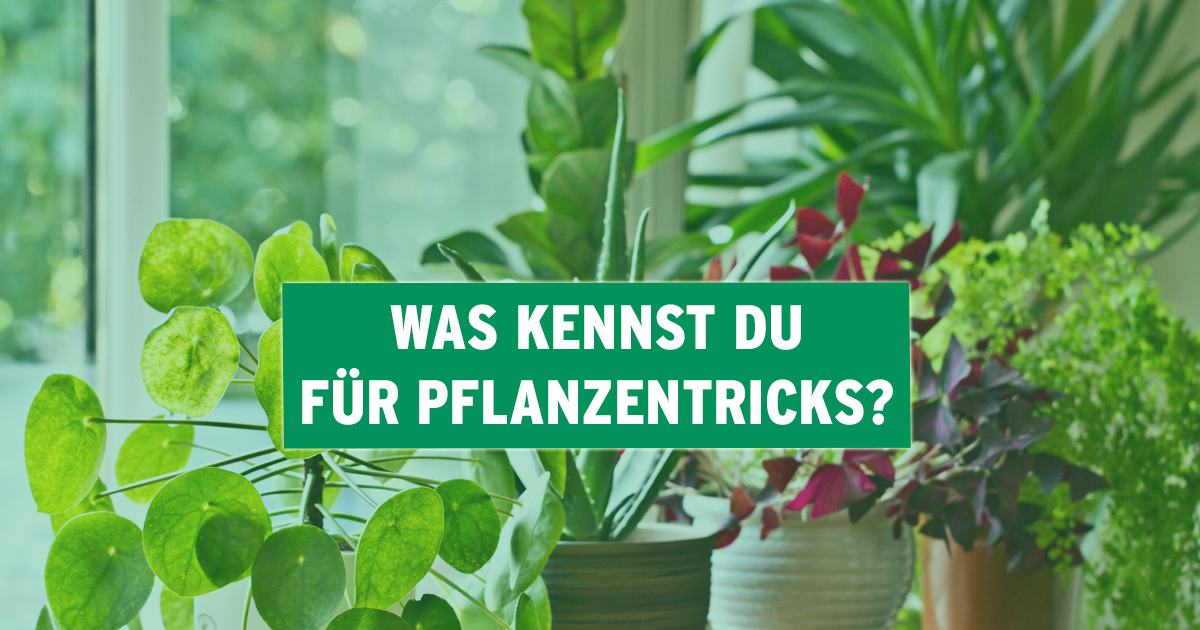 Pflanzentricks