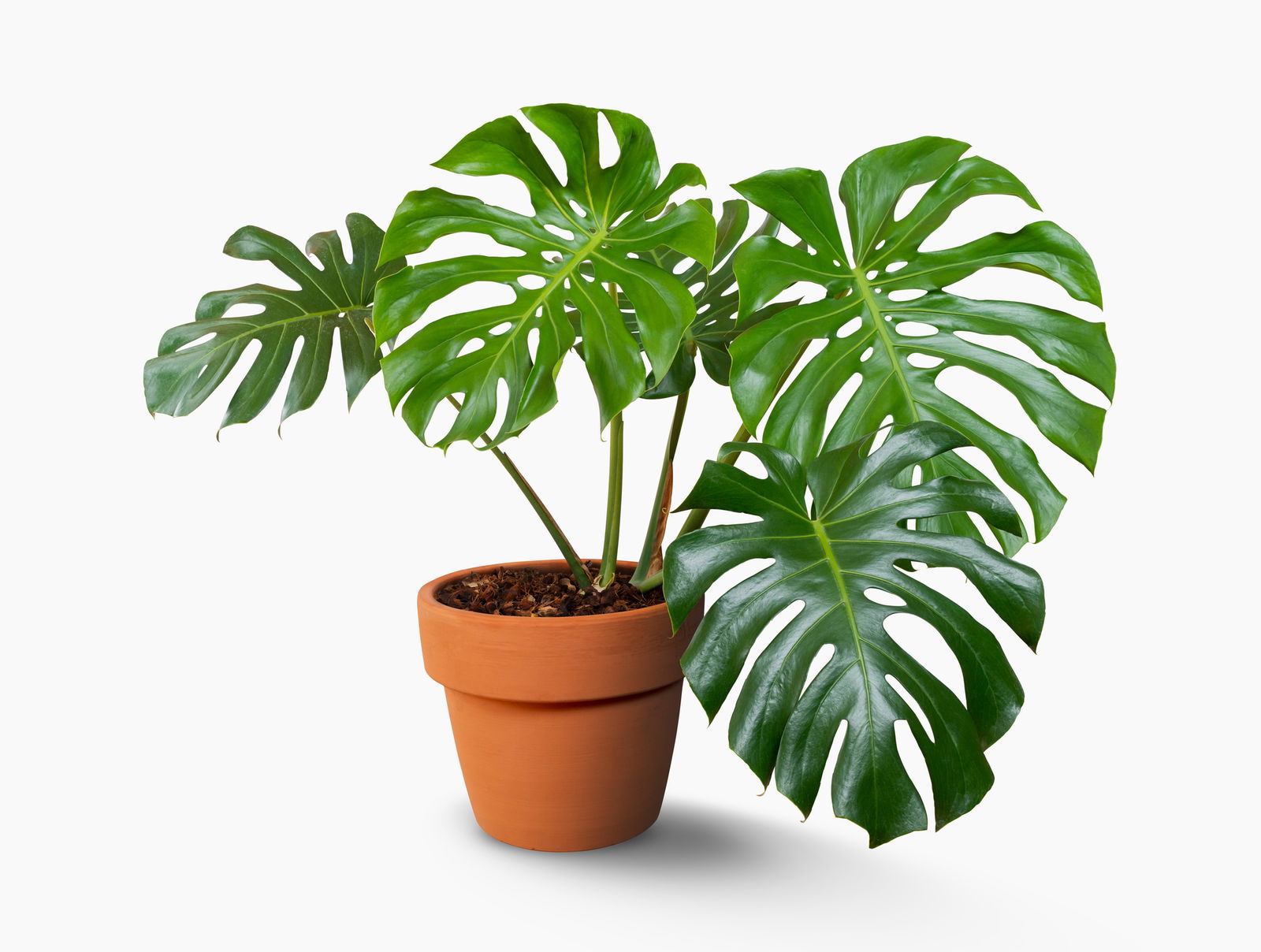 monstera