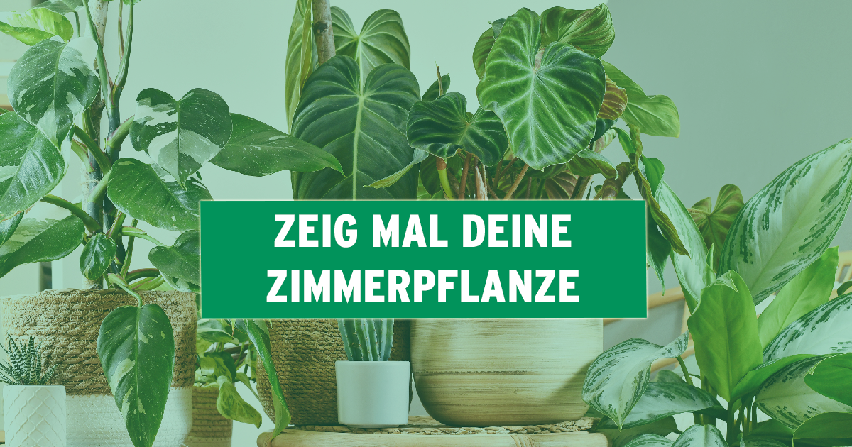 ZIMMERPFLANZEN