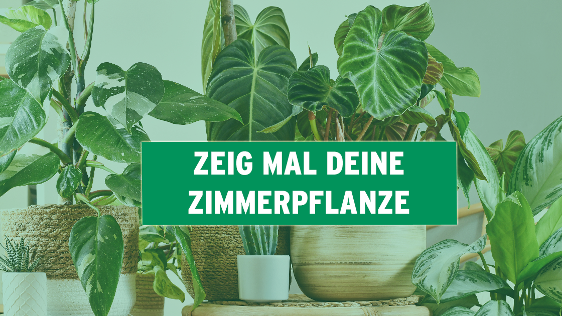 Fr diese Pflanzen braucht man keinen grnen Daumen | RADIO PSR