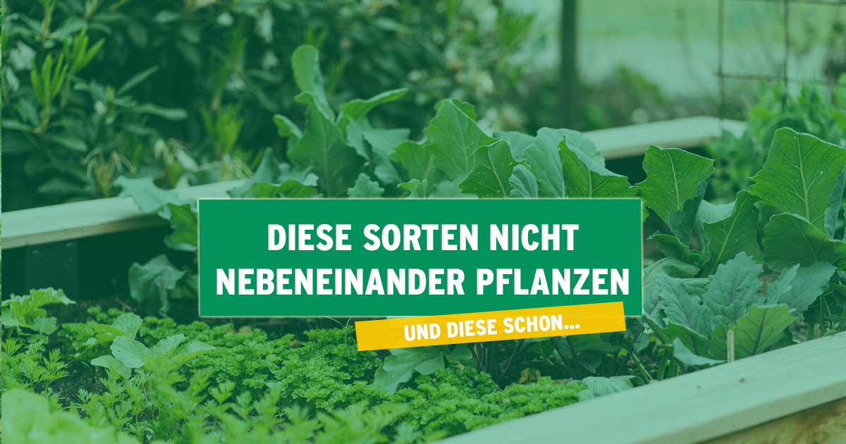 Das sind Beet-Feinde im Gemüsegarten