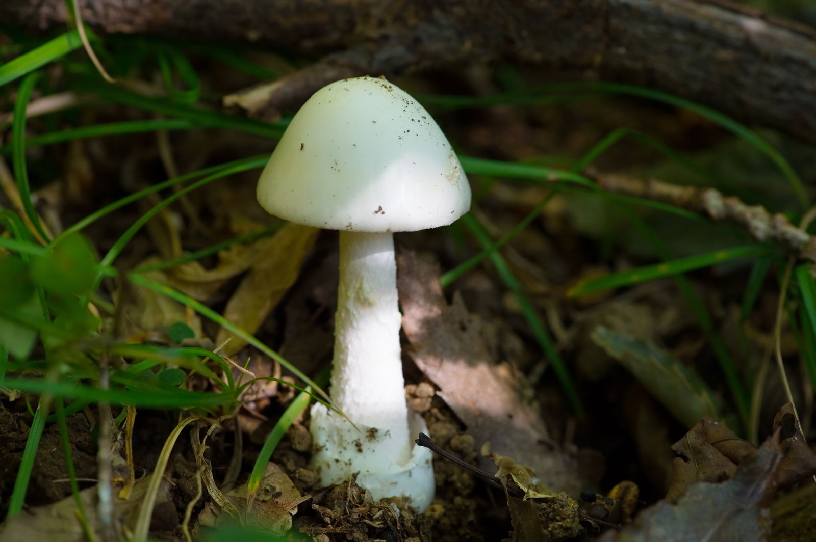 (Amanita Virosa)