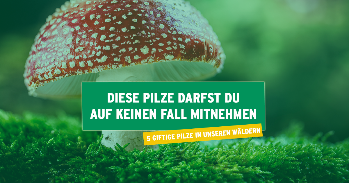 Giftige Pilze