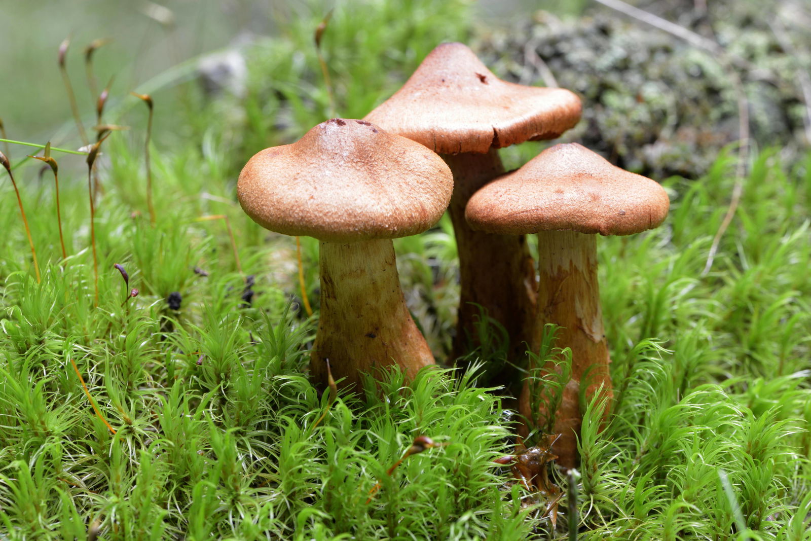 Spitzgebuckelter Raukopf