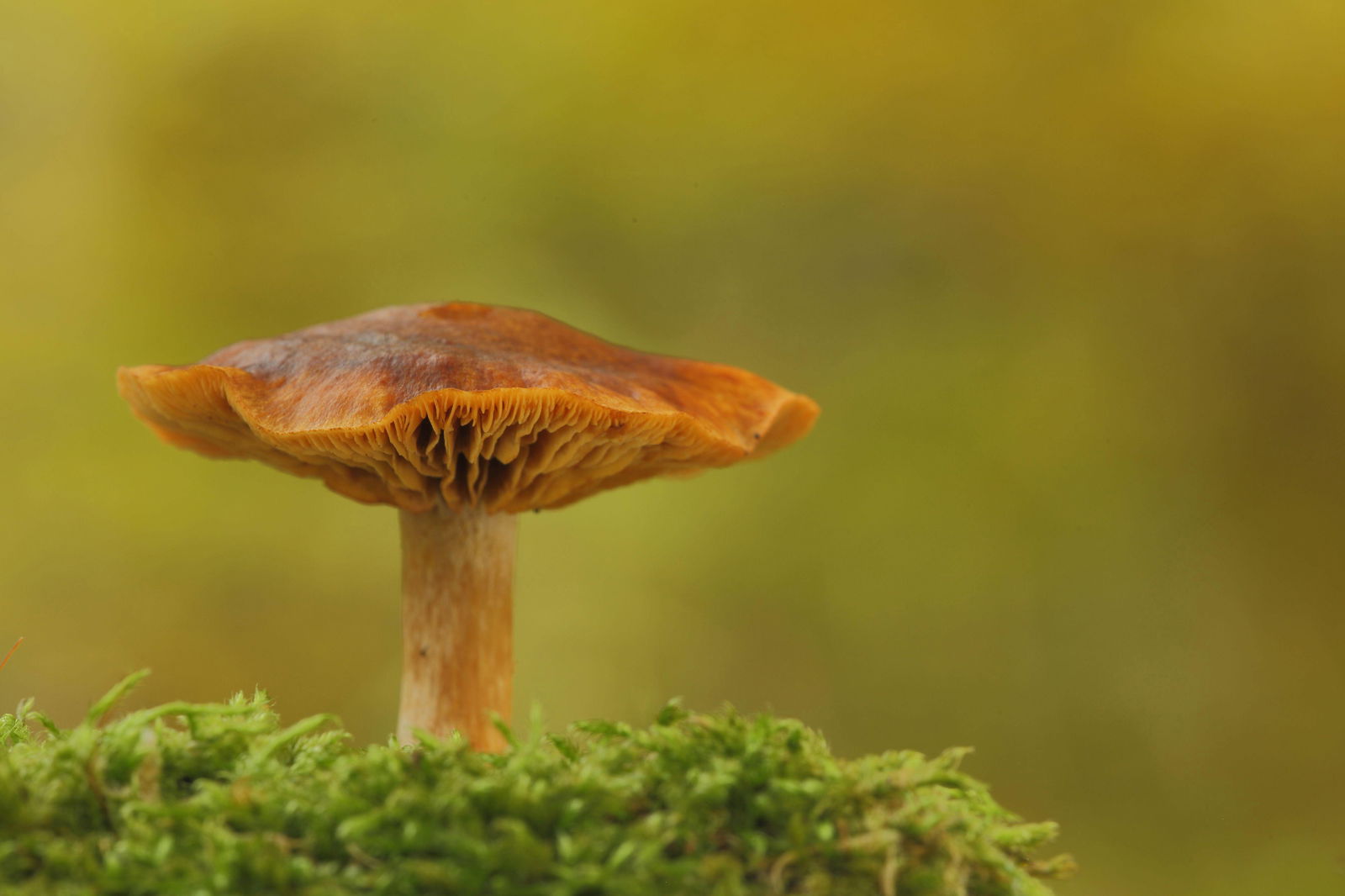 Orangefuchsiger Raukopf