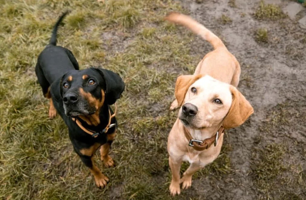 50.000€ zum Teilen | Tierschutzverein Pirna u.U. e.V.  2