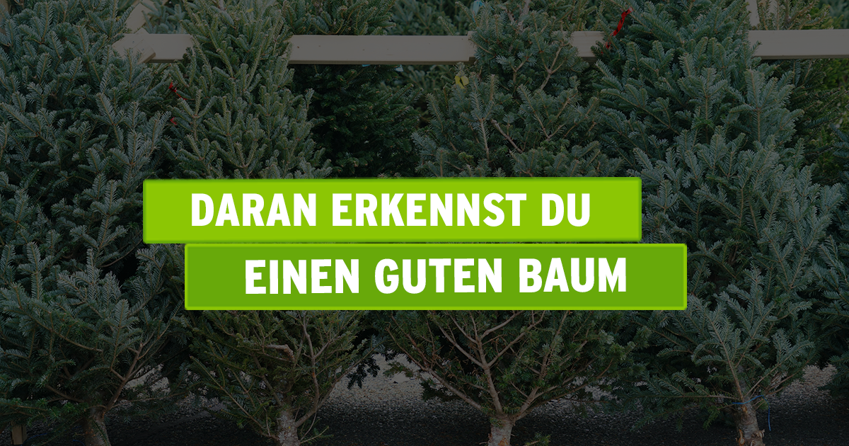 Guter Baum