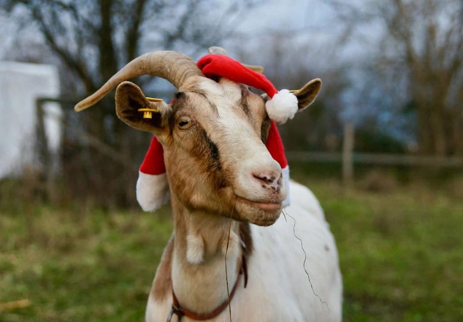 50.000€ zum Teilen | Kinder- und Jugendbauernhof Nickern e.V. 1