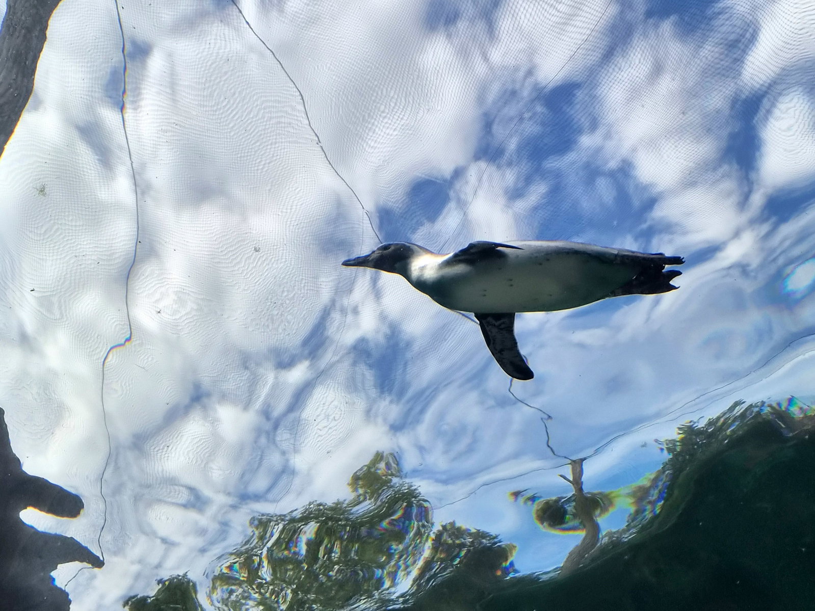 Zoo Leipzig - Humboldtpinguin
