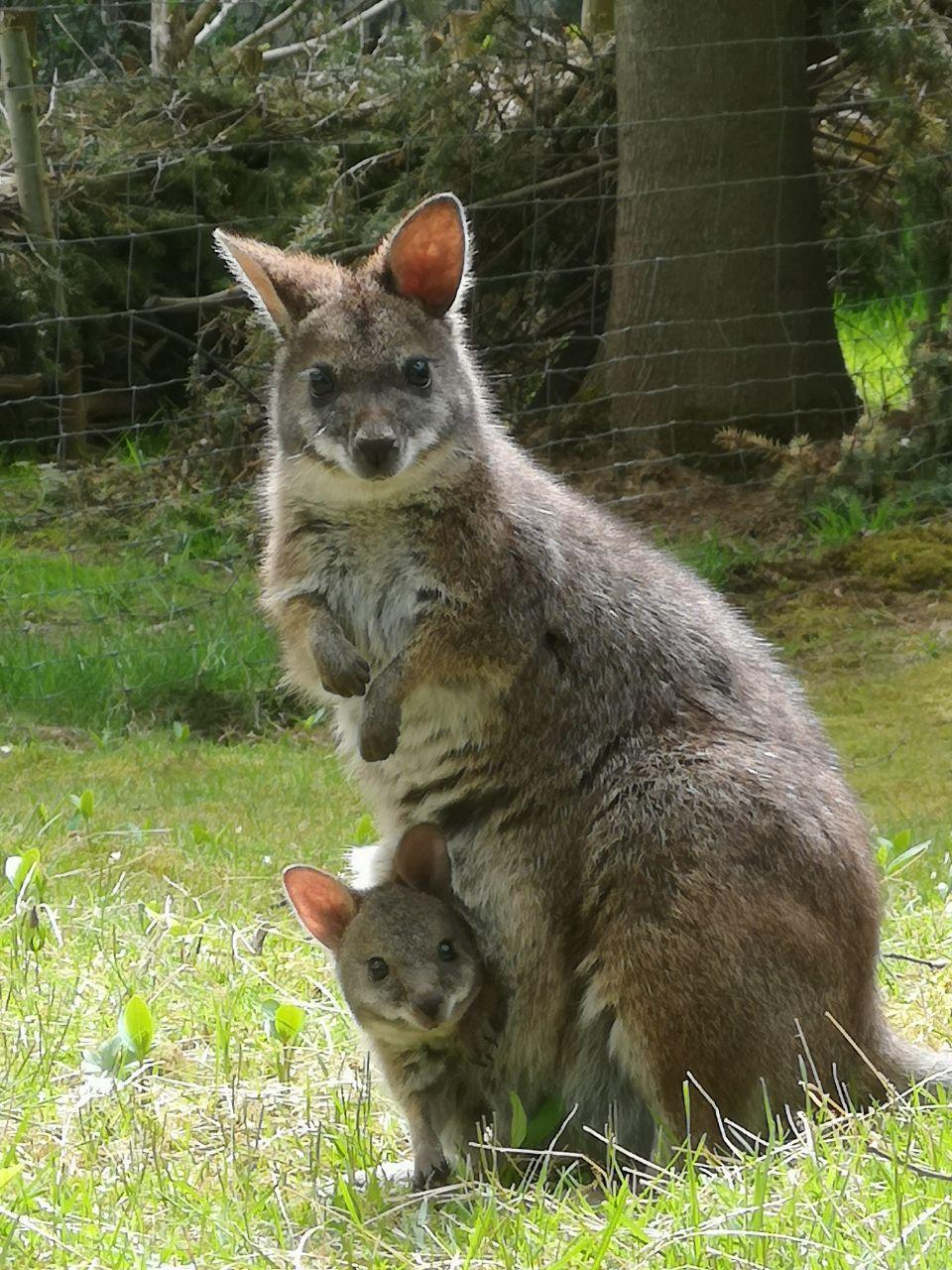 20_05_11_kaenguru_baby.jpg