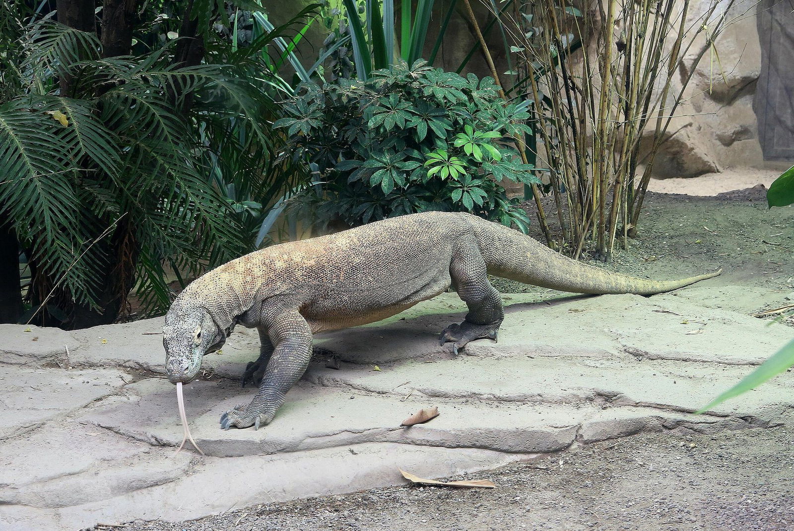 komodowaran_in_gondwanaland_c_zoo_leipzig.jpg