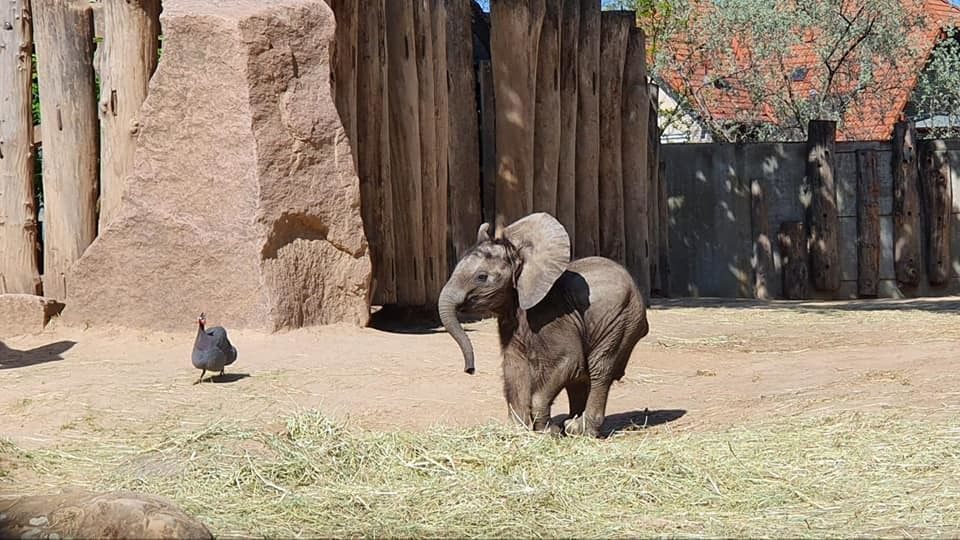 Zoos Und Tierparks In Sachsen | RADIO PSR