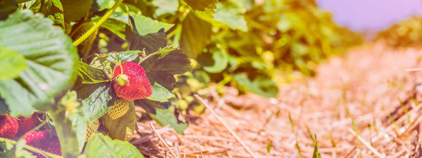 Erdbeerfeld 16_6
