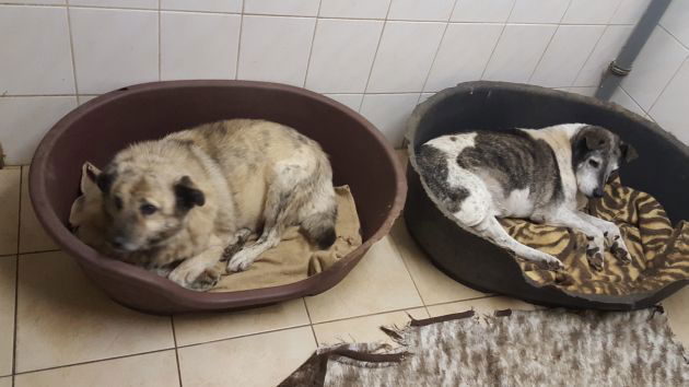 Schlaflos im Hundezwinger - Jeff