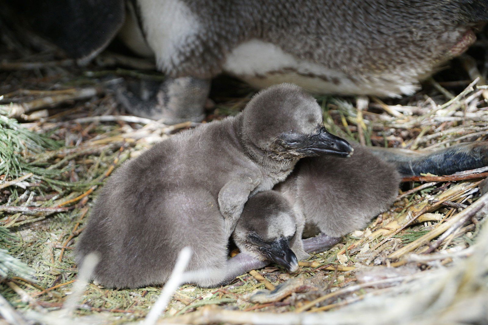 Jungtiere bei den Humboldtpinguinen – Zoo Dresden