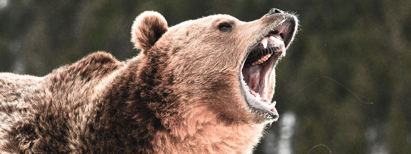 Der Menschenfresser-Bär - RADIO PSR