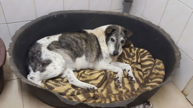 Schlaflos im Hundezwinger - Niko