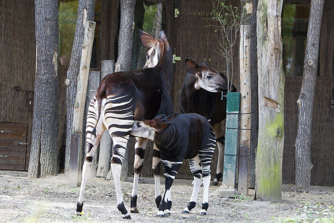 Okapidame_Zawadi_mit_Sohn_Thabo_und_Oma_Ibina - Zoo Leipzig