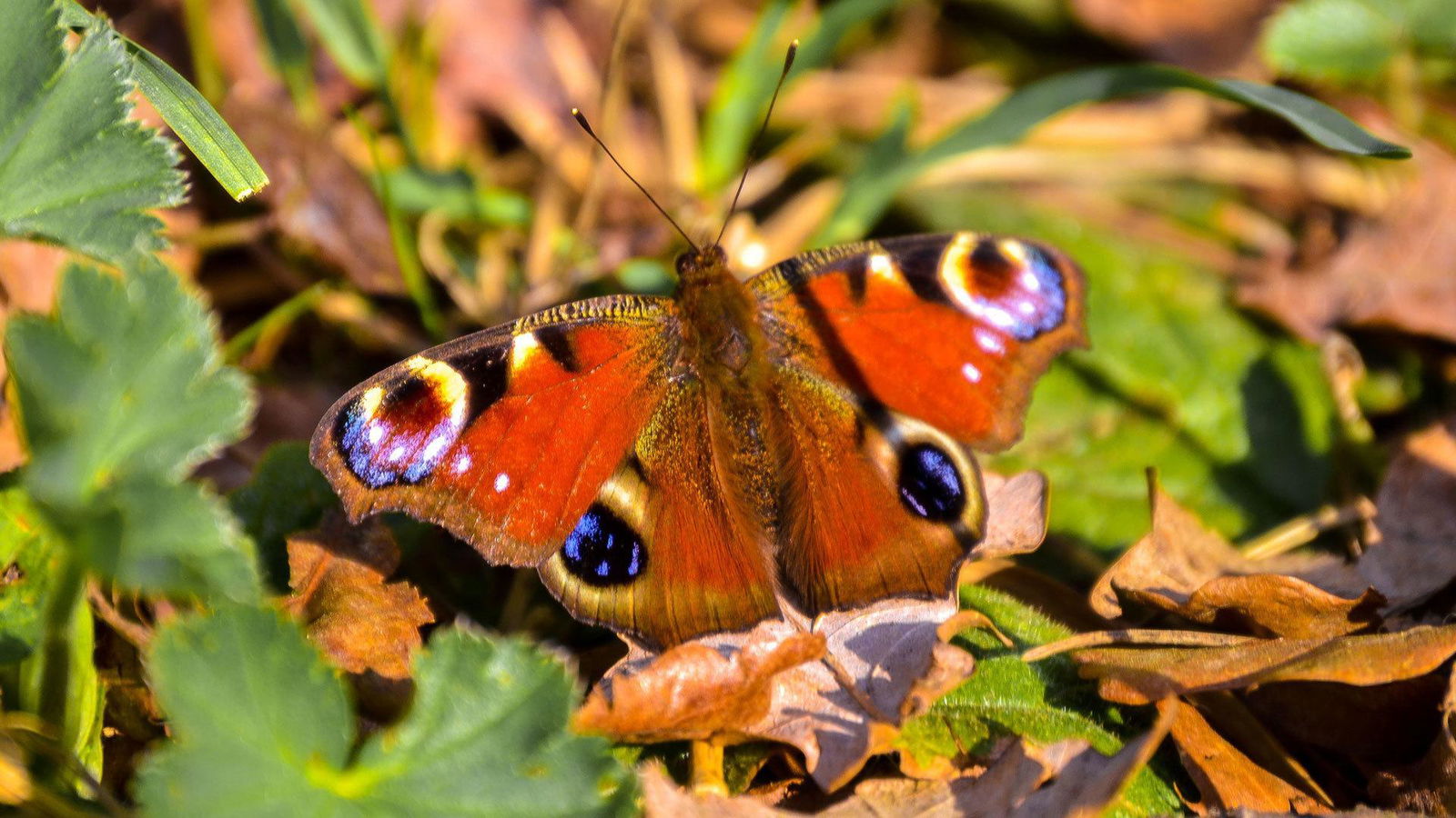 Pfauenauge auf Blättern